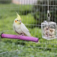 Parrot Training Toys Foraging Device
