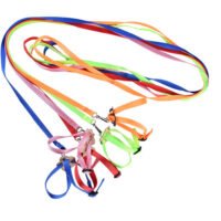 Bird parrot towing rope